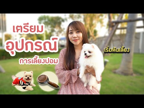 เตรียมอุปกรณ์สำหรับการเลี้ยง ปอมเมอเรเนียน