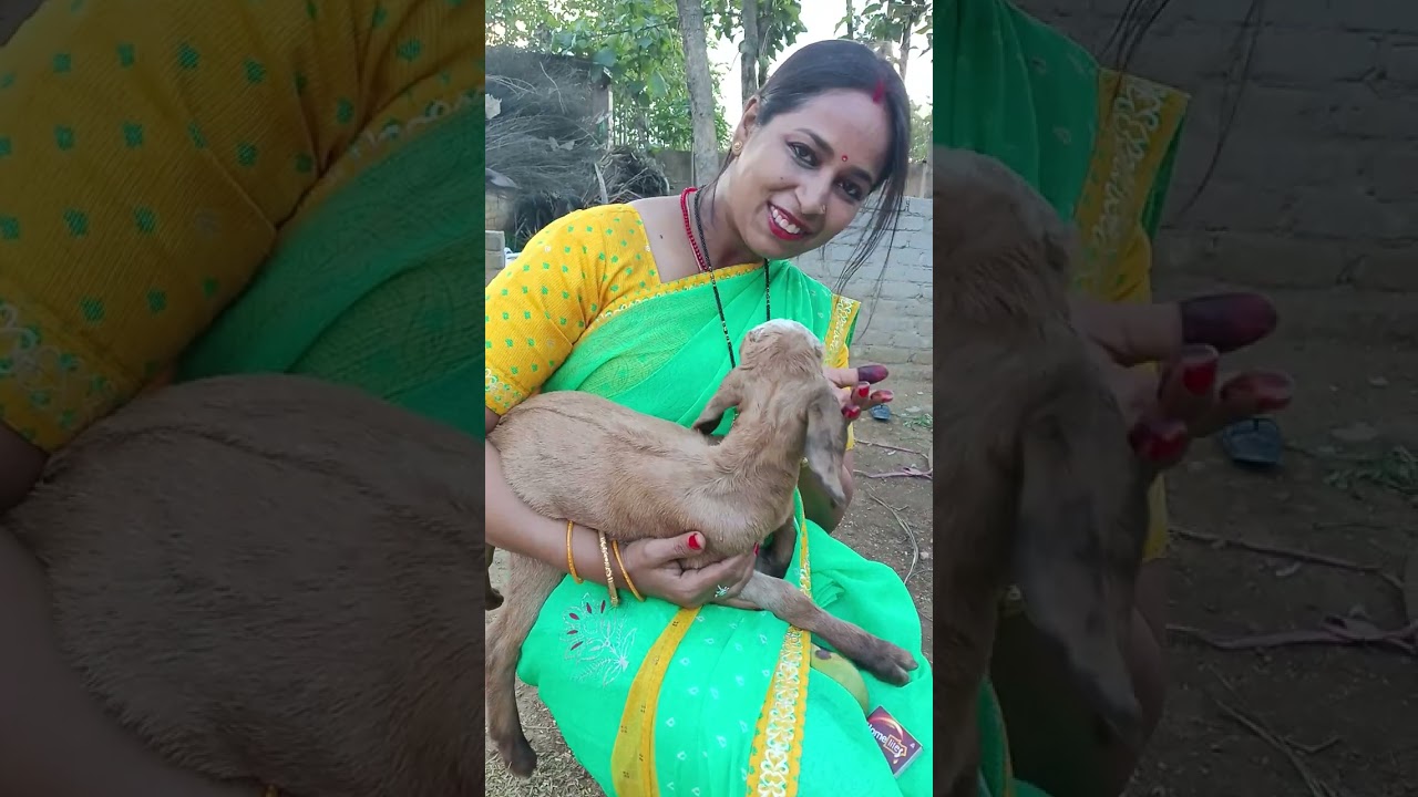 aisi bakri pehle nhi dekhe