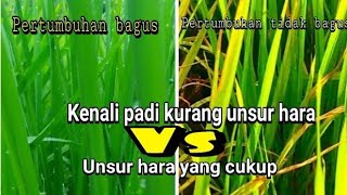Tanaman Padi Kekurangan Unsur Hara Wajib Untk Diketahui