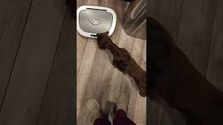 Poodle dachshund mix acting like a cat