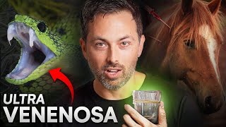 El Veneno Más Peligroso Del Mundo