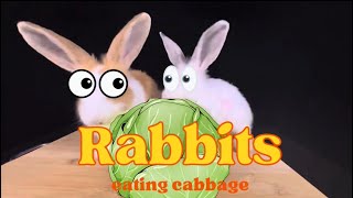 RABBITS EATING CABBAGE ASMR | @HungryPetsASMR