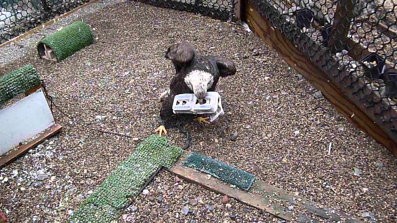 Pi the bald eagle enrichment YouTube