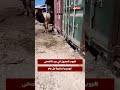 هروب العجول في عيد الأضحى.. كوميديا متكررة كل عام