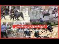 هروب العجول في عيد الأضحى كوميديا متكررة كل عام 