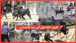 هروب العجول في عيد الأضحى   كوميديا متكررة كل عام سمعها