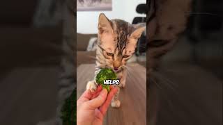 5 Foods That Make Cats Live Longer