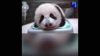 Зоолог из Китая провел последний осмотр маленькой панды в Московском зоопарке