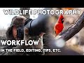 My Wildlife &amp; Bird Photography Workflow (Behind the Scenes)