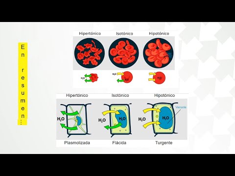 Video: ¿Dónde se encuentra la solución hipertónica?