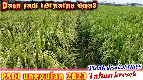 PADI UNGGULAN DITAHUN 2023 || bermalai panjang,tahan kresek & tidak disukai tikus