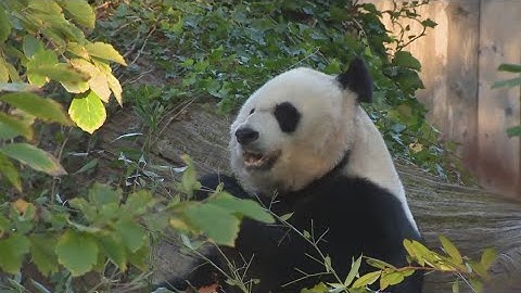 3 pandas at National Zoo will soon be sent back to China