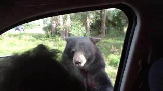 Kids scream as Bear opens van door