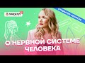 О нервной системе человека | Биология ОГЭ 2022 | Умскул