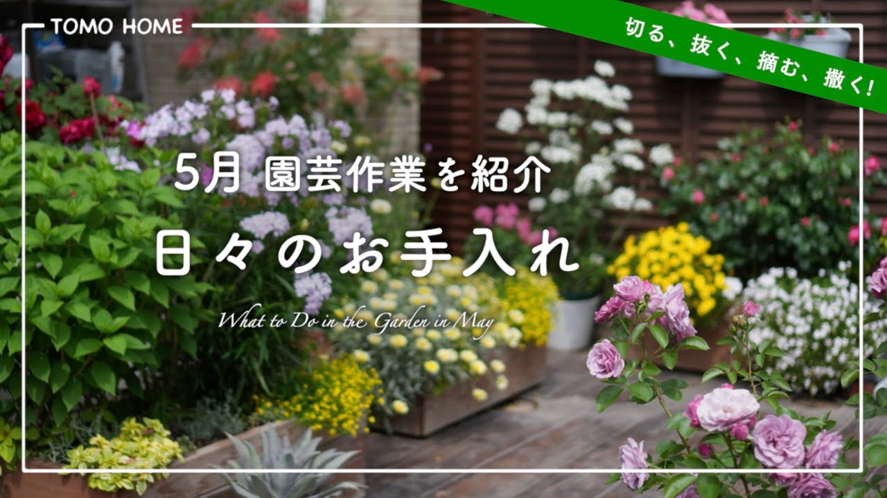【園芸モチベUP ! 】切って 抜いて 摘んで 撒く！お花紹介しつつお手入れ【作業動画】