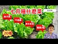 7月種什麼？20種菜，熱不死，多次採收，能種2茬的瓜豆，提前育苗的秋菜，如何利用小地方種菜、 What to Grow in July