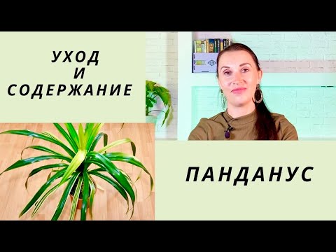 Video: Пальма жалбырактарынын төкүшүнүн жана сүртүлүшүнүн себептери