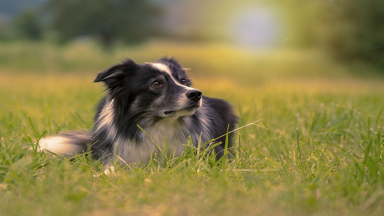 Golden hour sunset light effect in photoshop