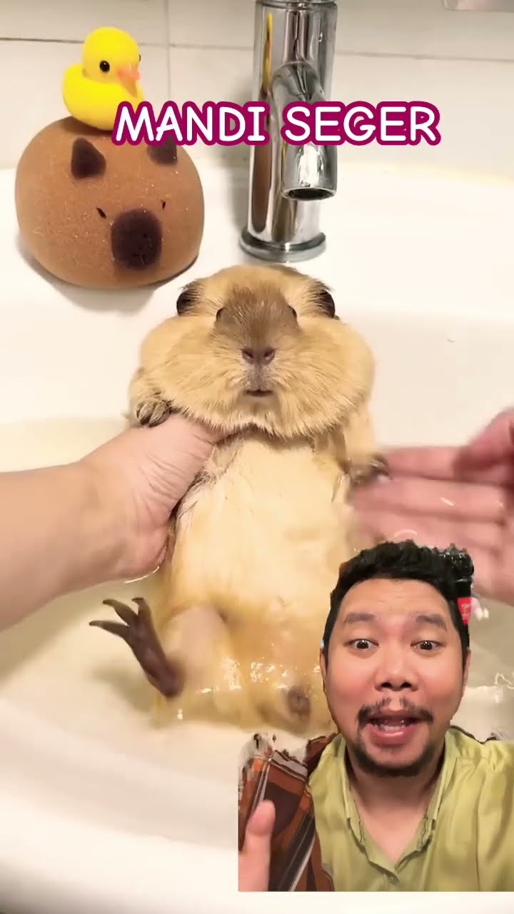 MANDI SEGER BIAR GANTENG!!!?? #cute #pets #funny