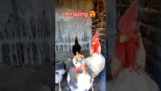 Rooster,Duck,Guineafowl,Hen, Goose shorts viral trending chicken villagerealities