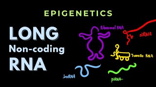 Famous Long Non-coding RNA | Epigenetics | GATE/CSIR-NET Profile