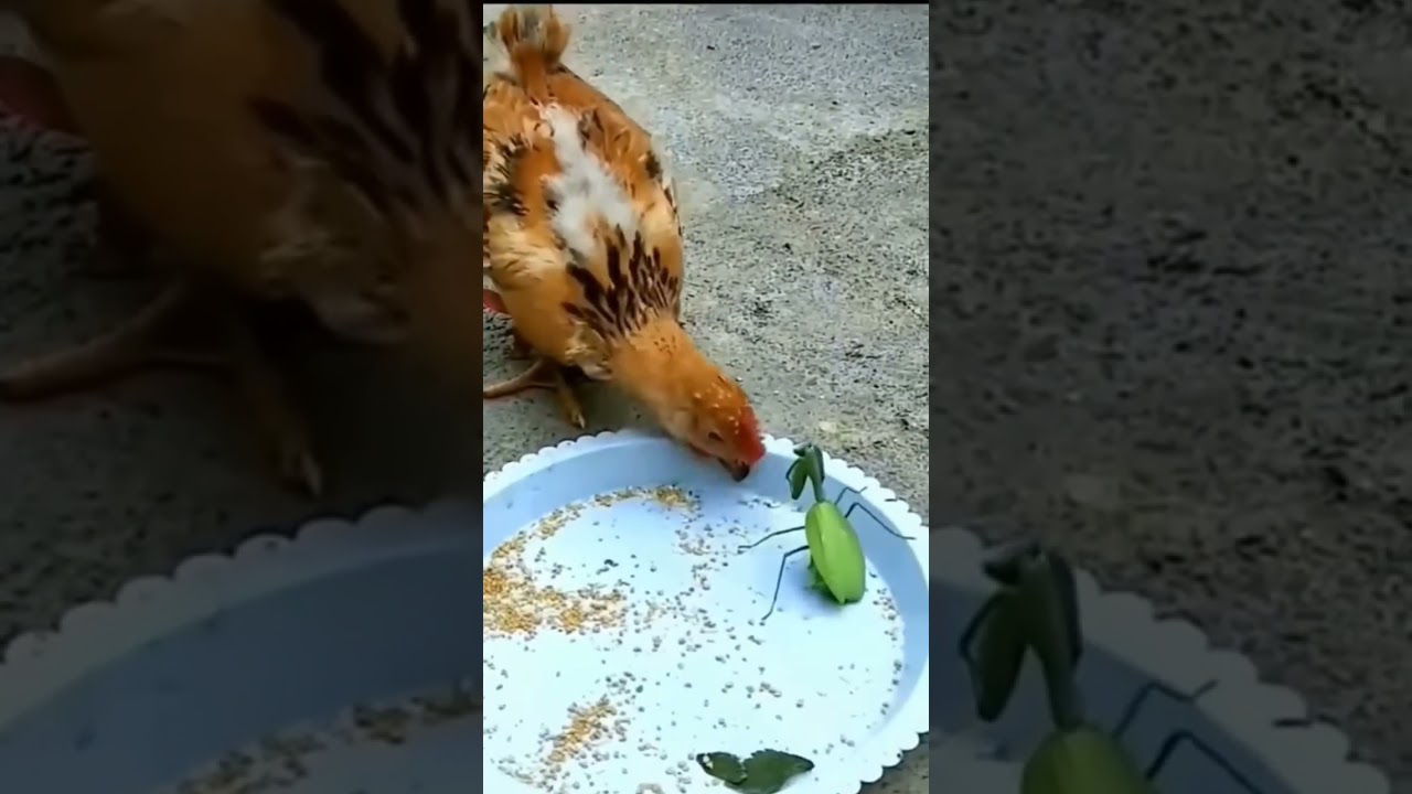 chicken vs praying mantis