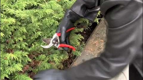Prunethis: How to prune shrubs like Juniper and Arborvitae