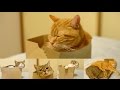 猫の家族がお気に入りの箱を壊すまでの3日間 The family of a cat will break a favorite box in 3 days