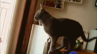 Russian Blue Cat is Trying to Catch Snowflakes by The Cat Spot 1,630 views 7 years ago 2 minutes, 14 seconds