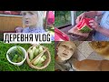 ВНЕЗАПНЫЙ ДЕРЕВНЯ VLOG 🍓 ОГРОМНЫЙ АРБУЗ/НАРЕЗКА ОТ ПАПЫ / УХОД ЗА КЛУБНИКОЙ / ГОТОВЛЮ КОЕ-ЧТО