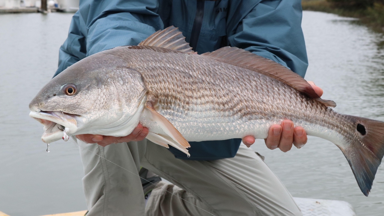 Isle of Palms Saltwater Fishing