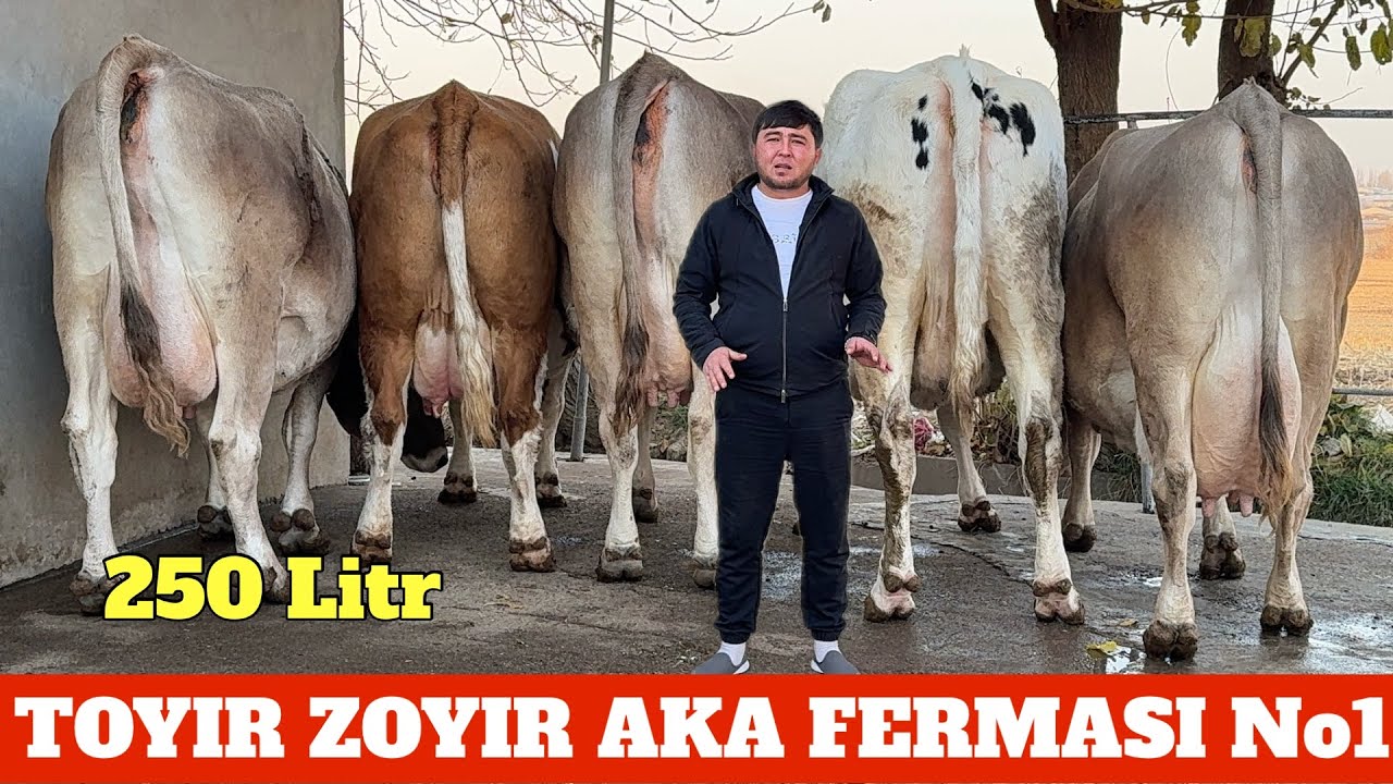 TOYIR ZOYIR FERMASI ☎️998494770 ☎️998724141 SHVET SIGIRLAR MAKONI