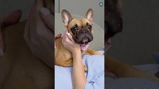 How Smart is a #FrenchBulldog? The Real Scoop!