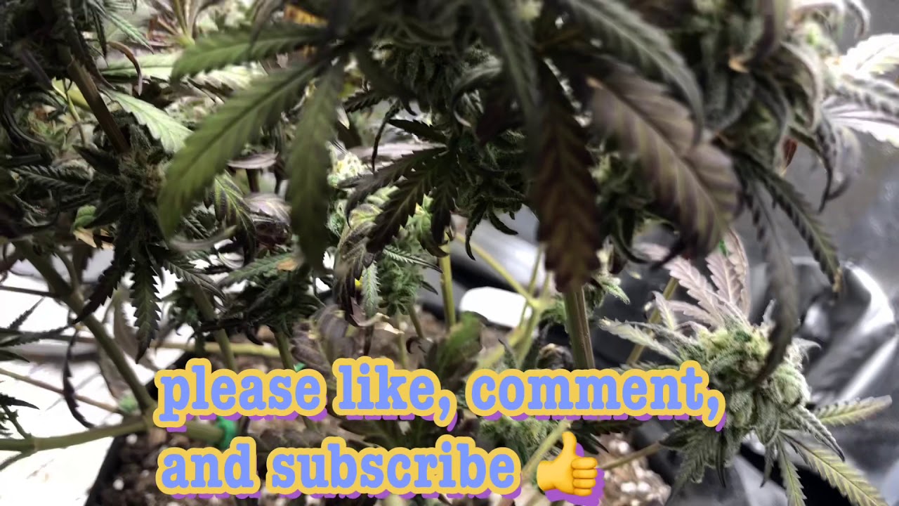 Critical Purple Kush episode 11, growing cannabis indoors, almost harvest