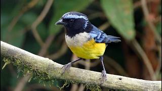 Buff-banded Mountain Tanager Sound