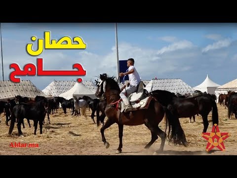 مثير حصان جامح بمعرض الفرس يرفض إطاعة فارسه