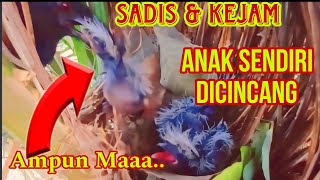 KEJAM..|| ANAK SENDIRI DICINCANG DIJADIKAN MAKANAN