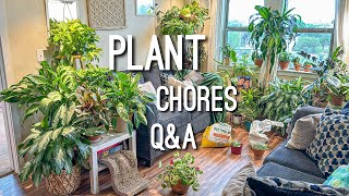 Propagating Manjula Pothos, Repotting String of pearls, & more plant chores!