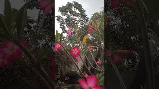 Deus é contigo 🙏 #creator #deustemumapalavrapravoce #flores #plantas #jardim