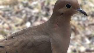 Mourning Dove - Hd Mini-Documentary