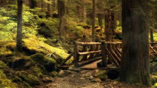 The Mysterious Forest Animated Wallpaper http   www desktopanimated com