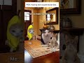 CAT MEMES 😺 Having strict parents be like... #catmemes #relatable #memesphobiaworld