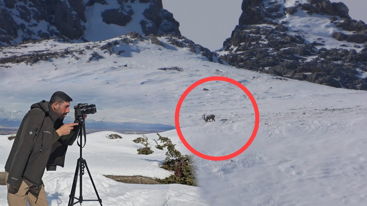 KÖPEĞİ YİYEN KURT SÜRÜSÜNÜN PEŞİNE DÜŞTÜK ~ÇOK BÜYÜK TEKELERLE KARŞILAŞTIK ~EN SON DOMUZUDA BULDUK