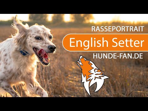 ► English Setter [2018] Rasse, Aussehen & Charakter