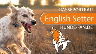 ► English Setter [2020] History, Appearance, Temperament, Training, Exercise, Care & Health