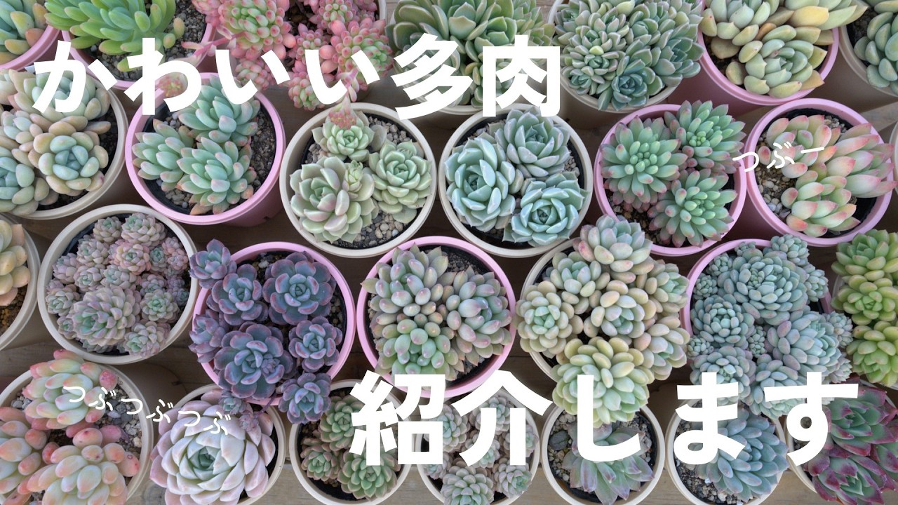 Succulents born at Tsubutsubuya] Thanks to all of you, our