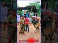 😍ஒரு🌳ஆலமர🤩விழுதா😍#jallikattu #காளையின்_காதலன்#viralsong#trending#shorts#short#shortvideo#subscribe