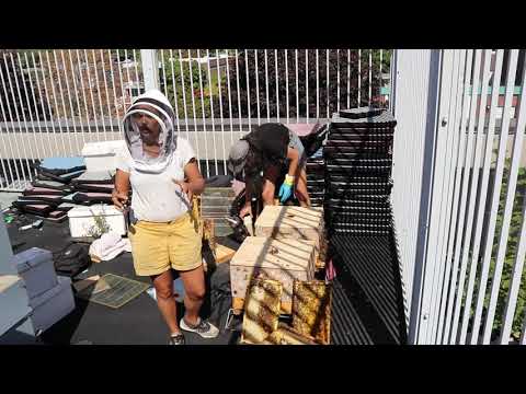 Les ruches de Stanislas 2021