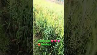 Chandan Rohij Choudhary Rohi