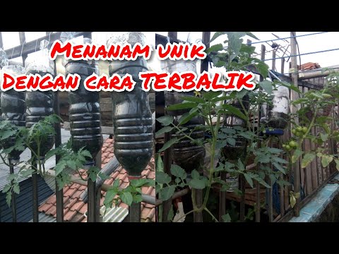 Video: Tumbuhan Dalam Rumah Terbalik – Cara Menanam Tumbuhan Dalam Rumah Terbalik